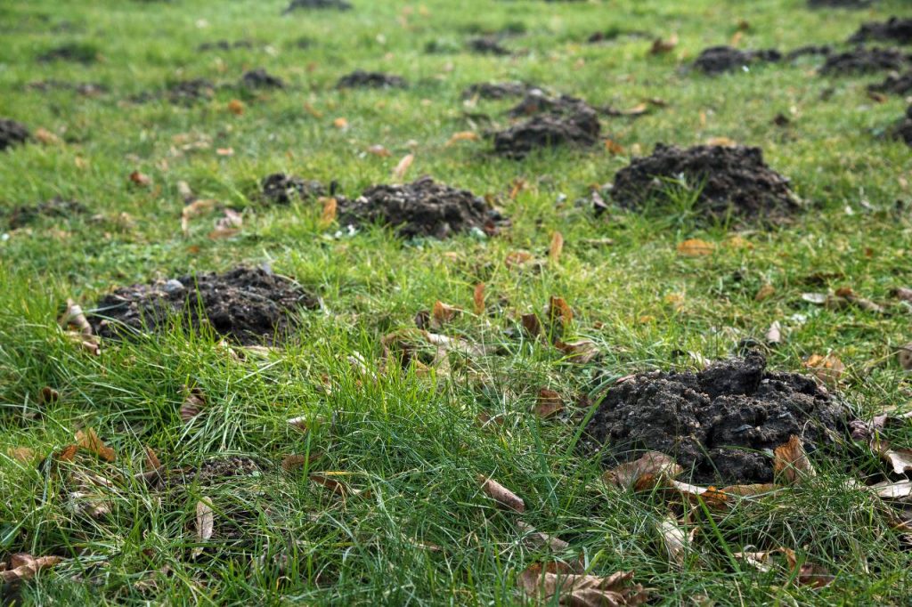 signs of a pest damaged lawn